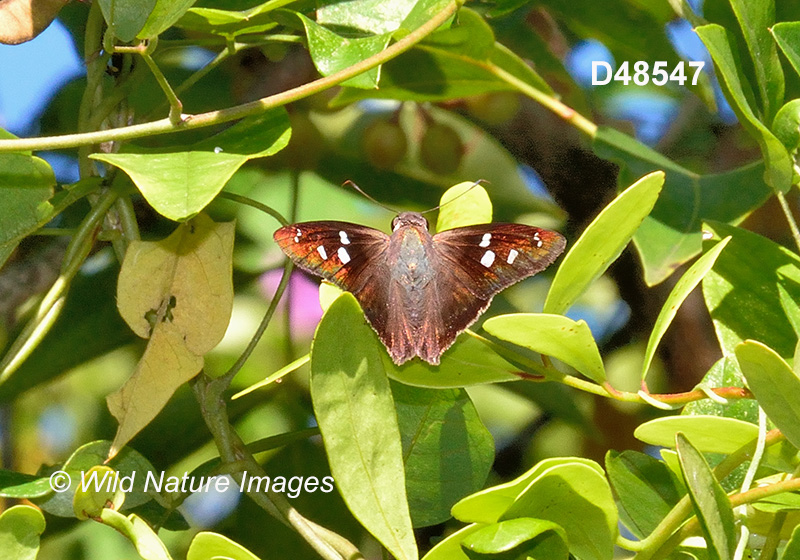 Hammock Skipper (Polygonus leo)